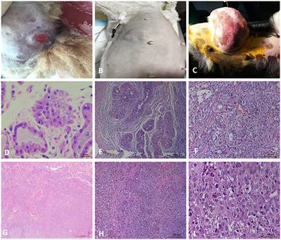 ABCC9 Is Downregulated and Prone to Microsatellite Instability on ABCC9tetra in Canine Breast Cancer